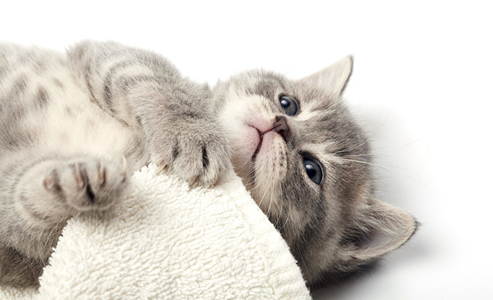 子猫がふみふみしたり噛む理由は 猫の習性と行動の意味