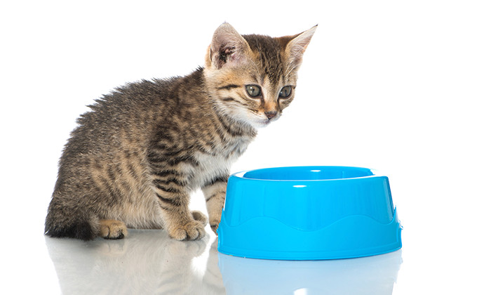 子猫の水分補給は大切！お水の管理と飲まないときの対処法