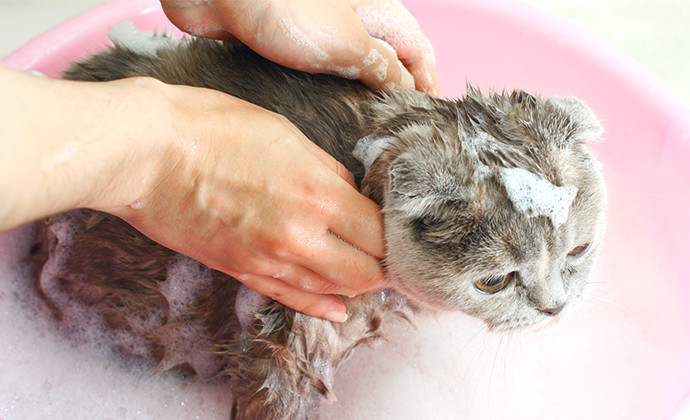 水が苦手な猫でもお風呂は必要？