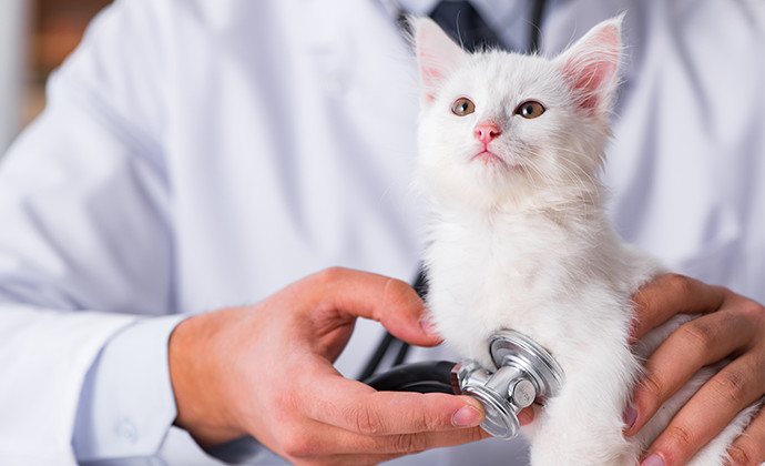猫の宿命の病　「猫下部尿路疾患」