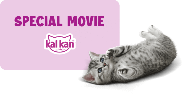 猫ちゃん用フードボウルプレゼントキャンペーン実施中! | カルカン(kalkan)